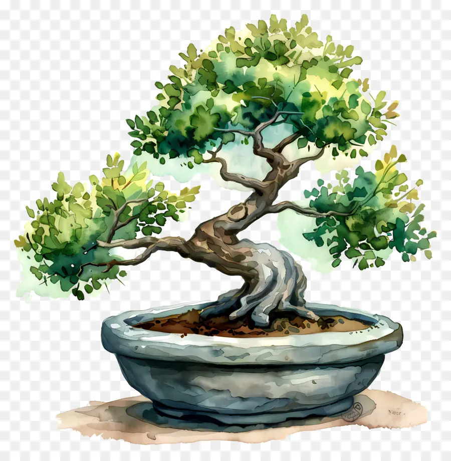 Bonsai Ağacı，Seramik Pot PNG