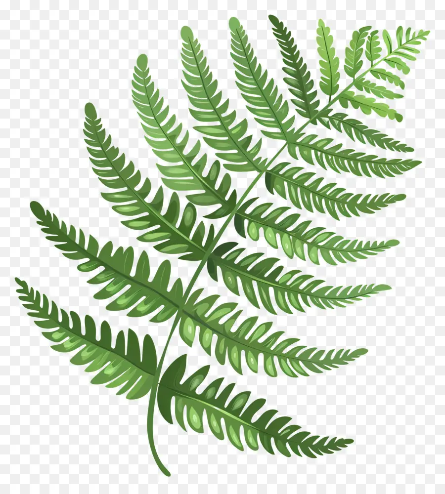 Fern Bitkisi，Fern Yaprak PNG