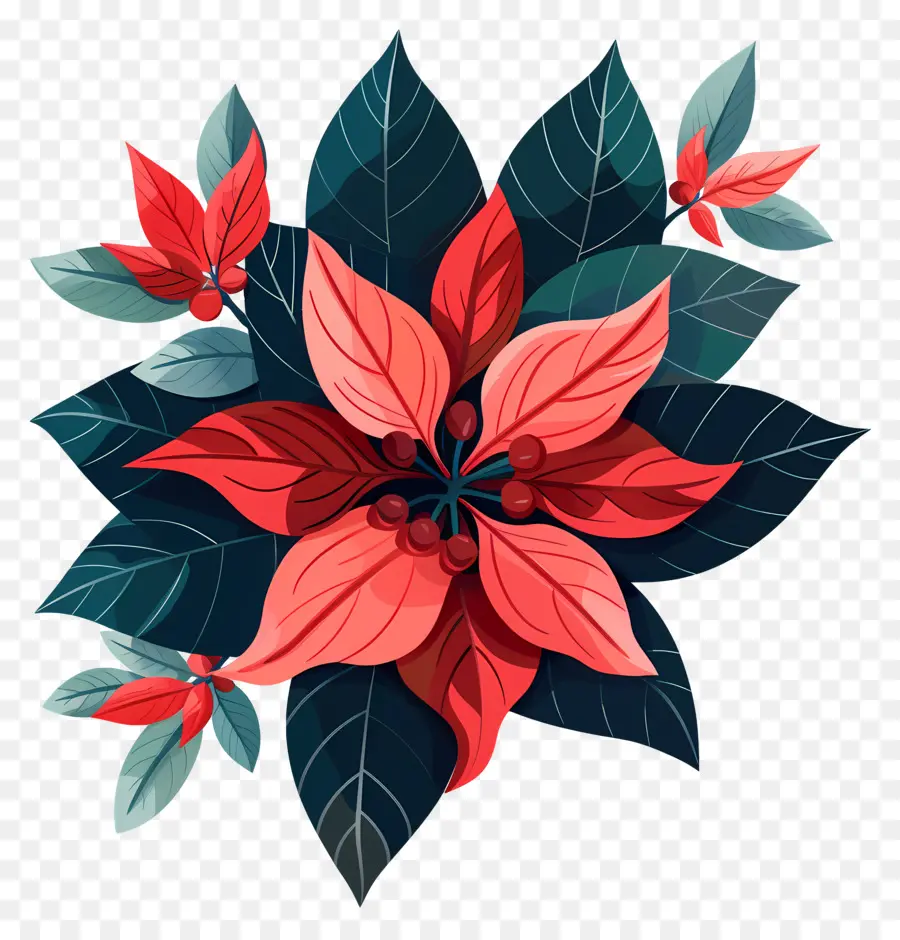 Kış çiçeği，Poinsettia PNG