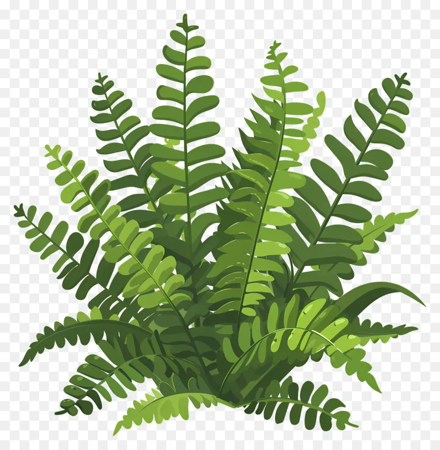 Fern Bitkisi，Eğreltiotu PNG