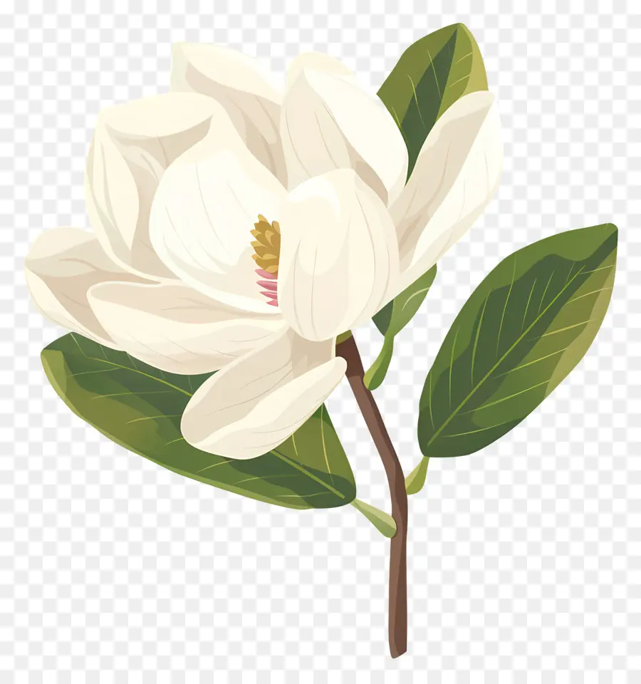 Manolya çiçek，Beyaz çiçek PNG