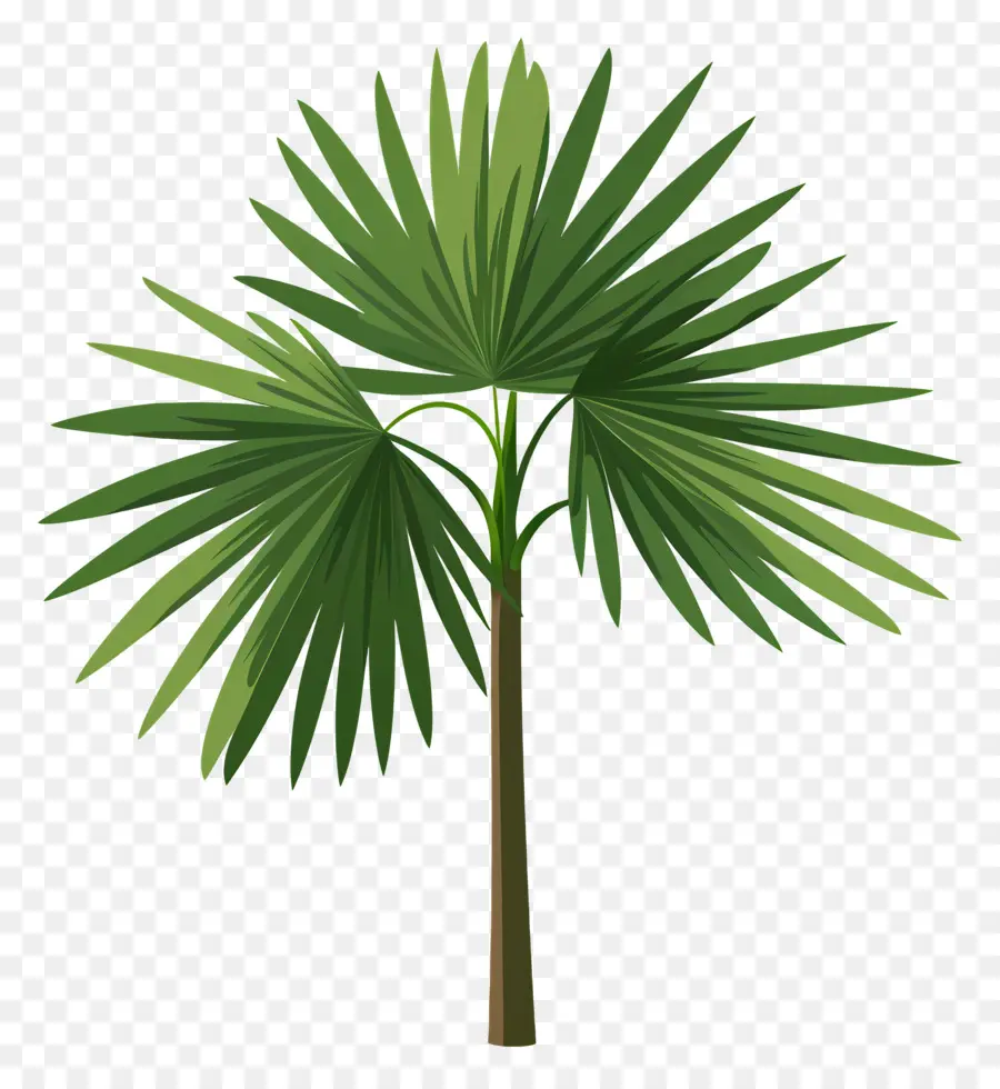 Meksikalı Fan Palmiye，Palmiye Ağacı PNG