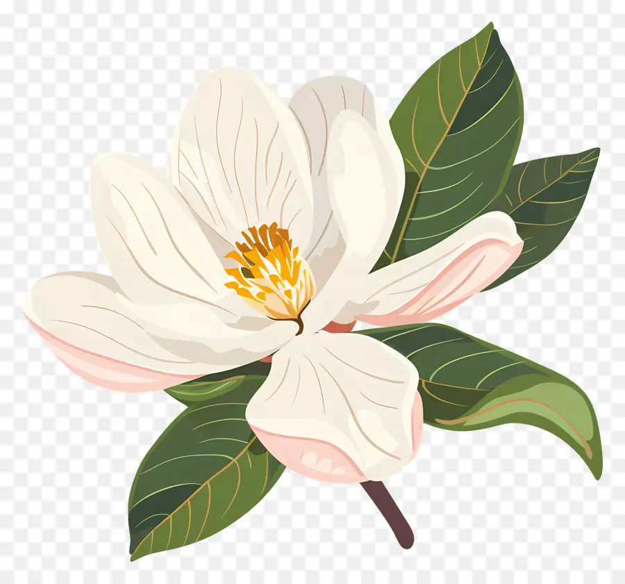 Manolya çiçek，Beyaz çiçek PNG