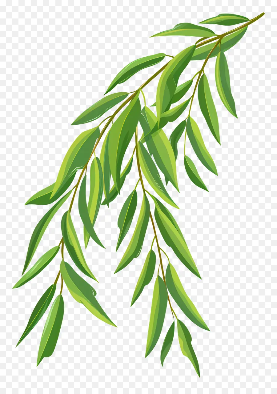 Söğüt Yaprağı，Ağaç Dalı PNG