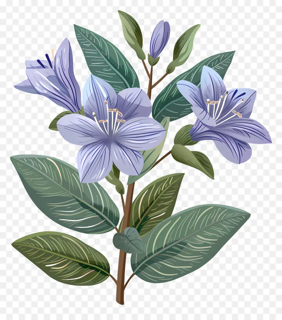 Mavi Yasemin çiçeği，çiçek Fotoğraf PNG