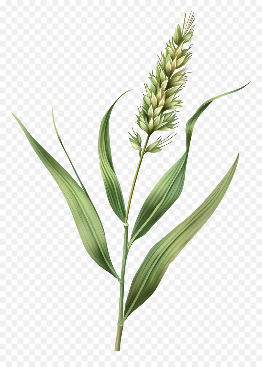 Yeşil Spikelet，Çimen PNG