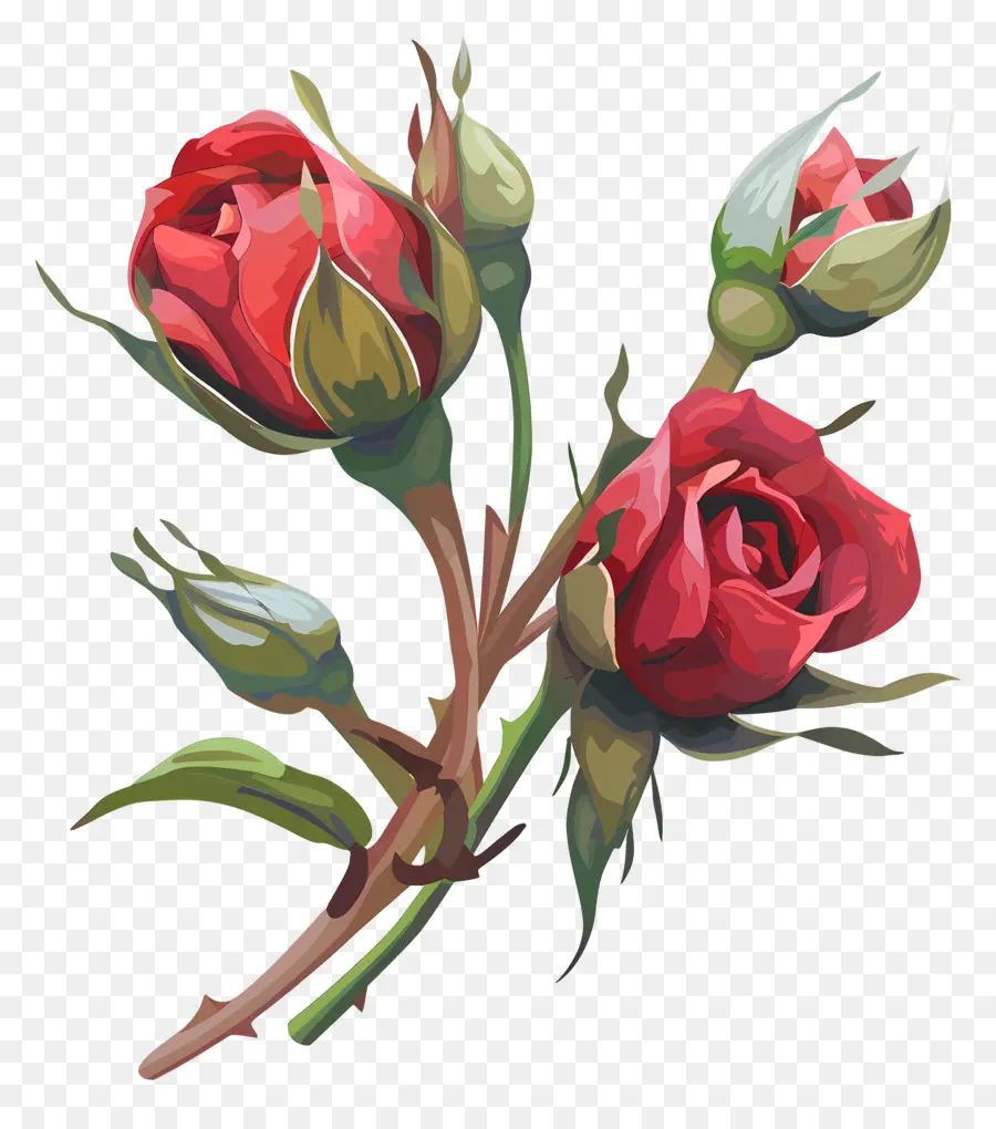 Gül Tomurcukları，Kırmızı Güller PNG
