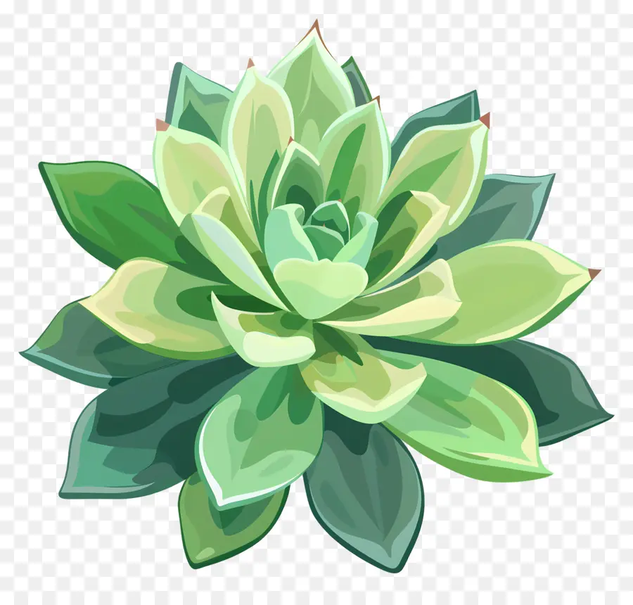 Etli Bitki，Yeşil Yaprakları PNG
