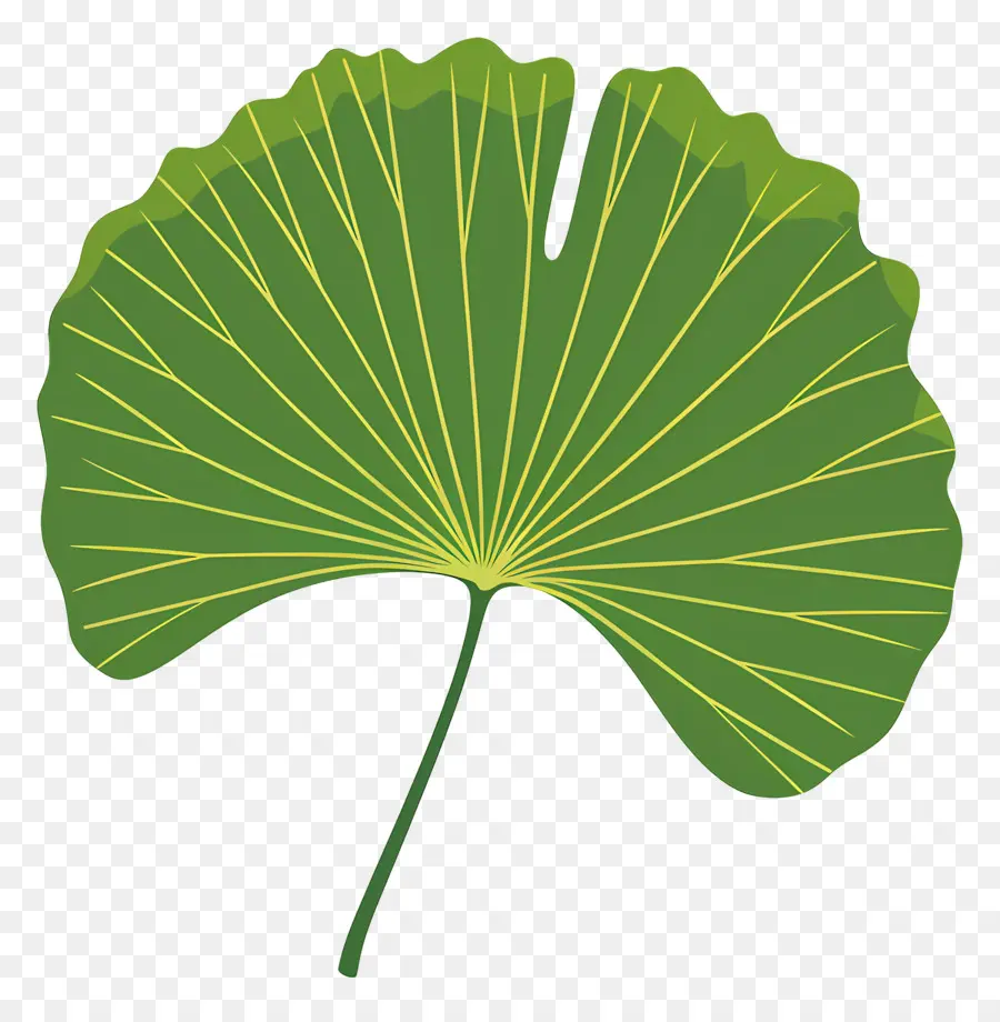Ginkgo Yaprağı，Kağıt Yaprak PNG