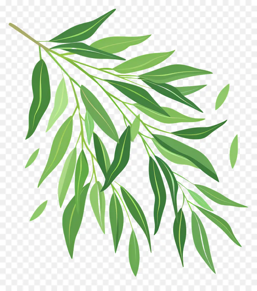 Söğüt Yaprağı，Okaliptüs Ağacı PNG