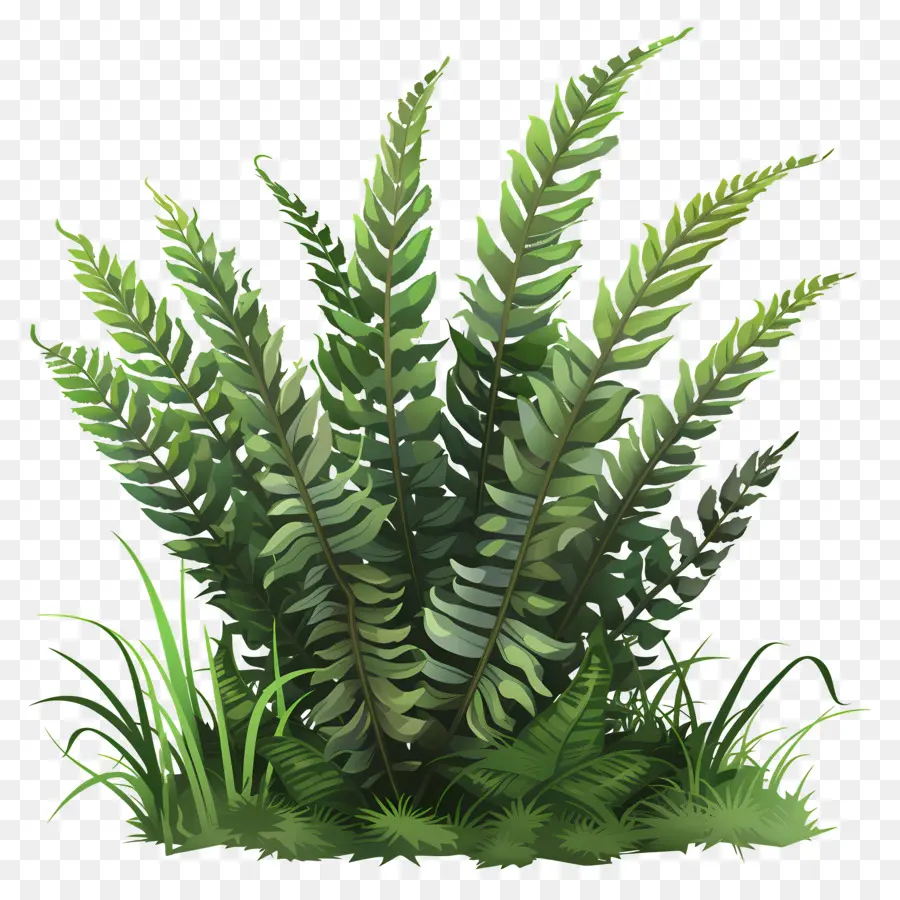 Fern Bitkisi，Eğreltiotu PNG