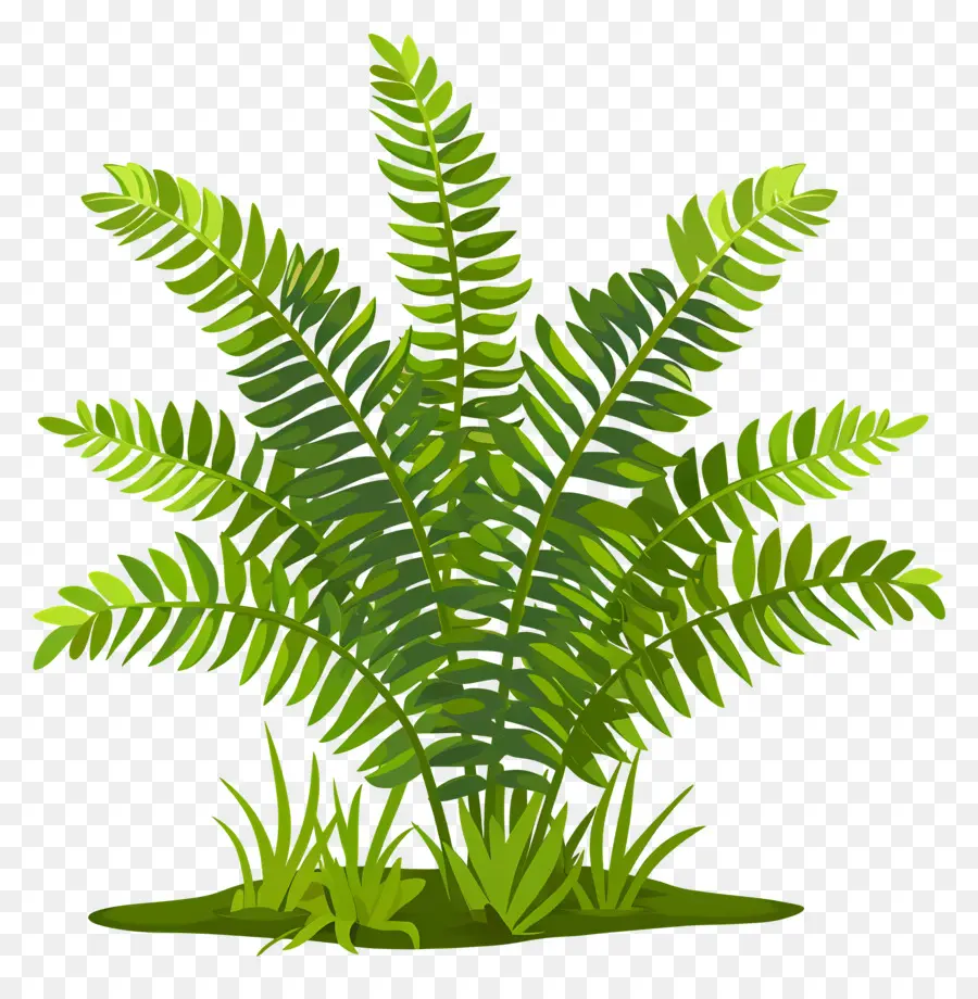 Fern Bitkisi，Yeşil Yaprakları PNG