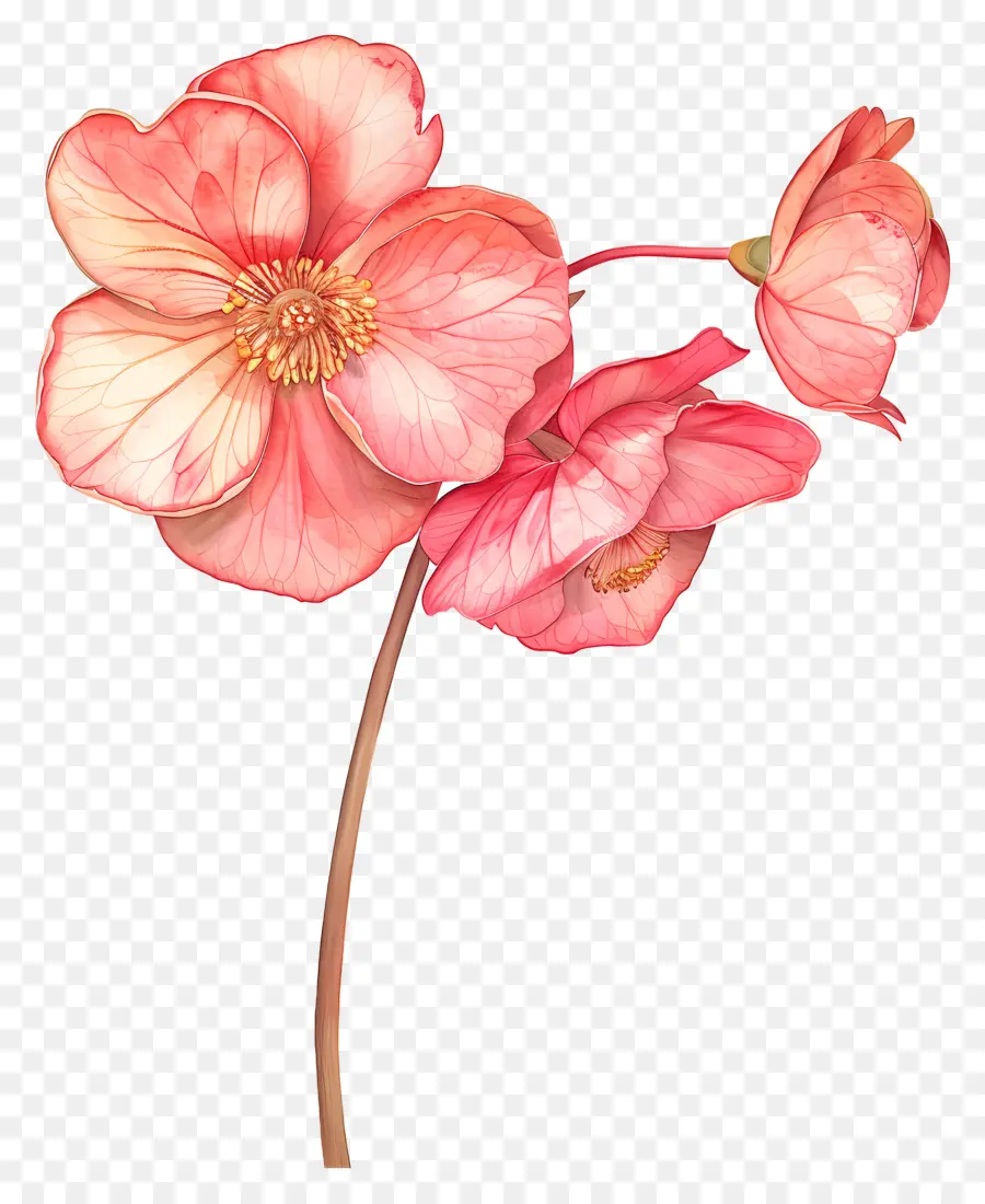 Begonia çiçek，Pembe çiçekler PNG