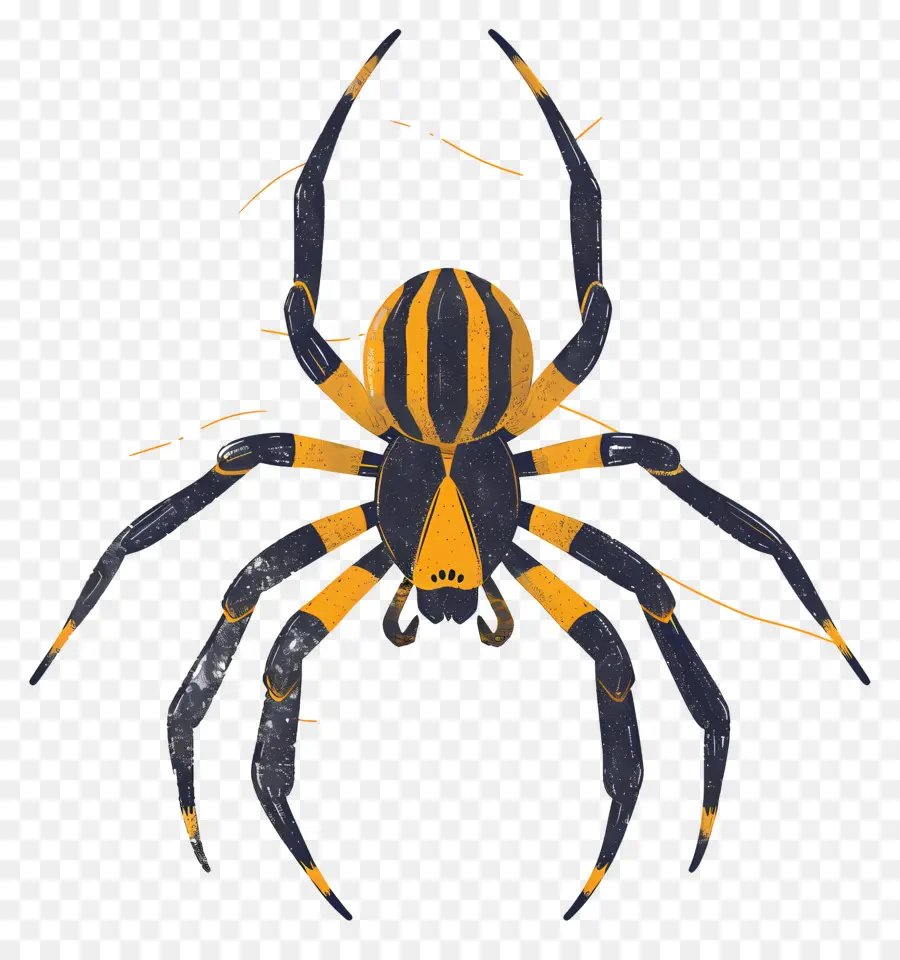 örümcek，Siyah Ve Sarı örümcek PNG