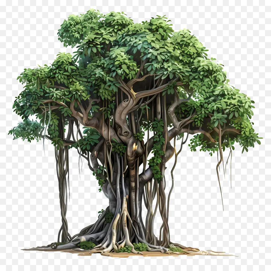 Banyan Ağacı，Kökleri PNG