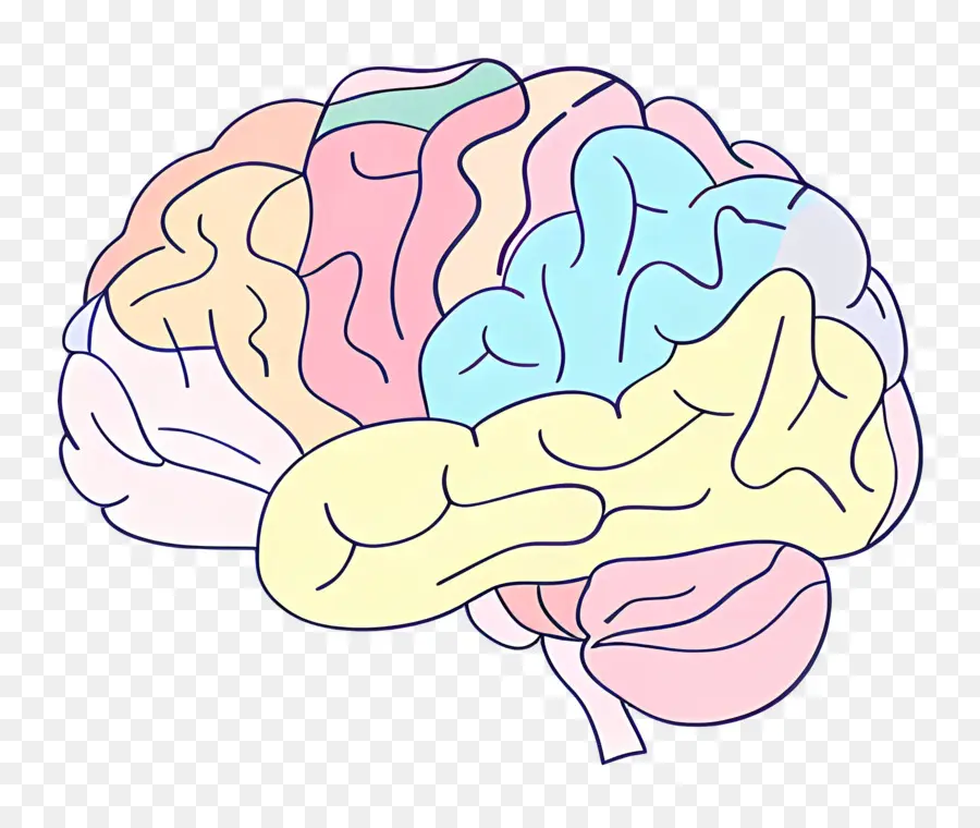 Karikatür Beyin，Insan Beyni Anatomisi PNG