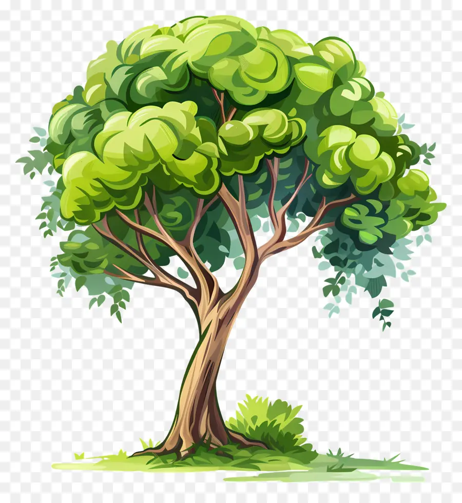 Ağaç，Yeşil Alan PNG