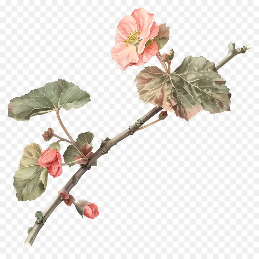 Begonia çiçek，Pembe çiçek PNG
