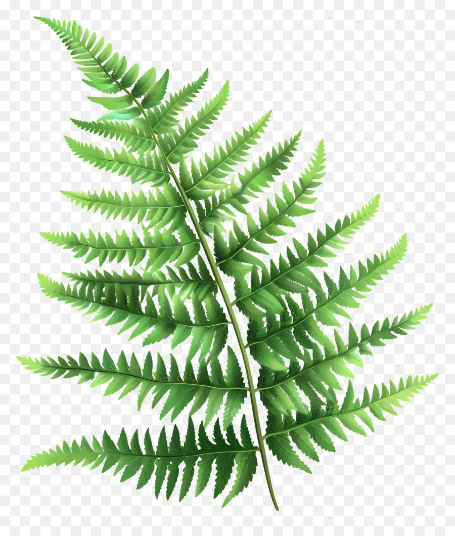 Fern Yaprak，Eğreltiotu PNG