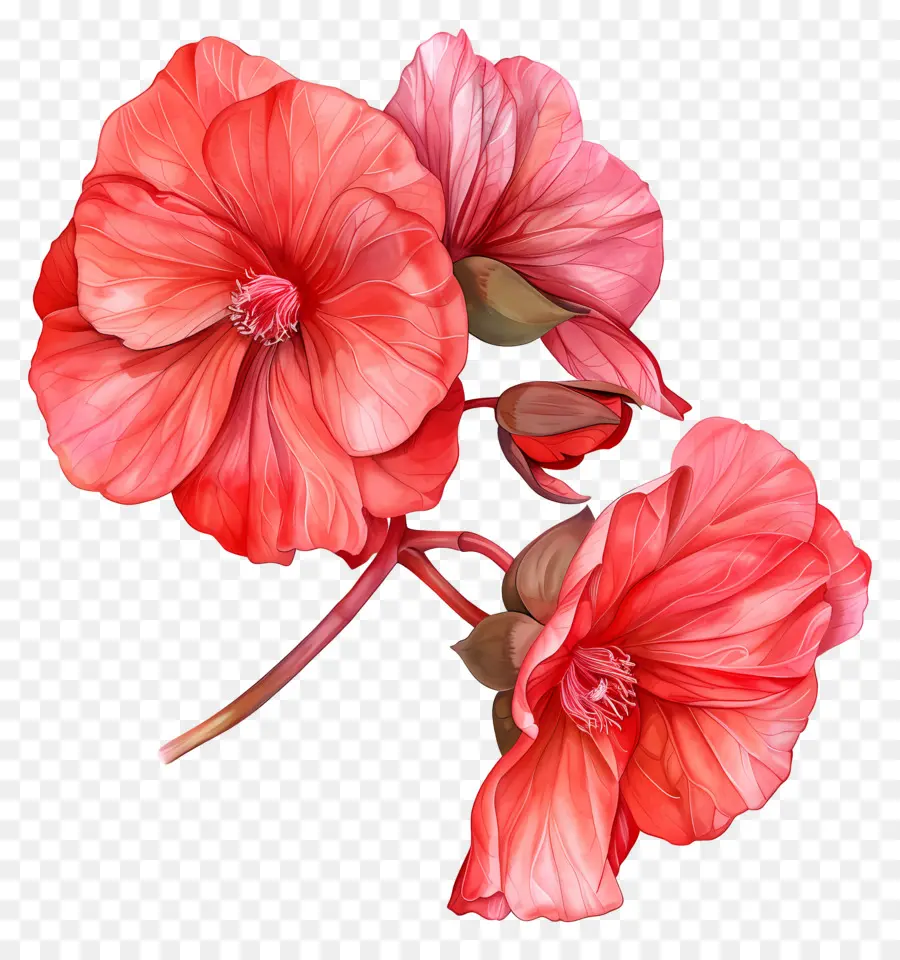 Begonia çiçek，Kırmızı çiçekler PNG