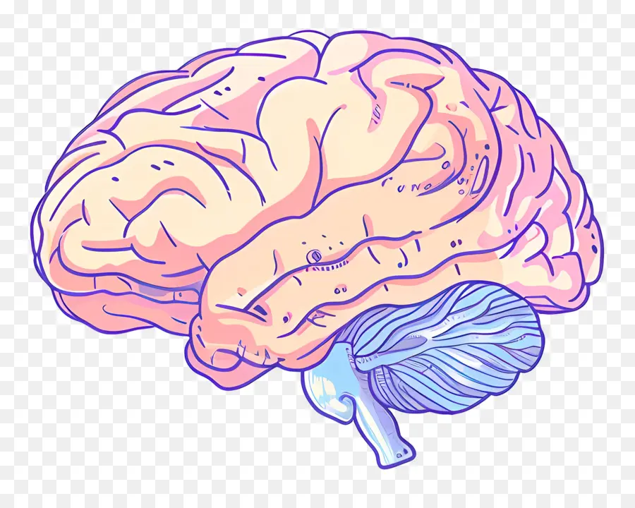 Karikatür Beyin，Beyin Anatomisi PNG
