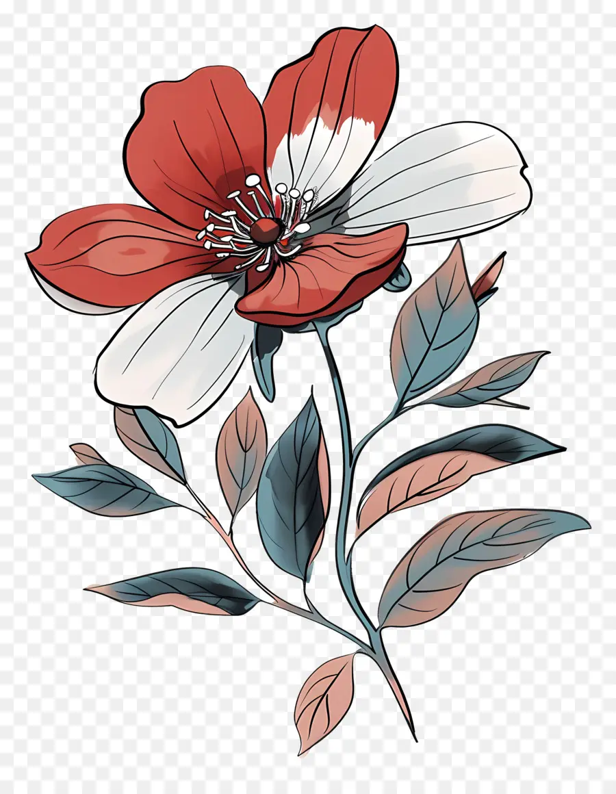 Karikatür çiçek，Kırmızı Ve Beyaz Çiçek PNG