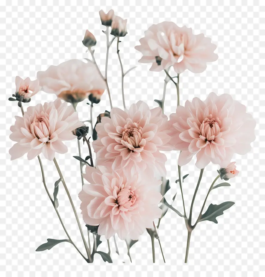 Krizantem çiçek，Pembe çiçekler PNG