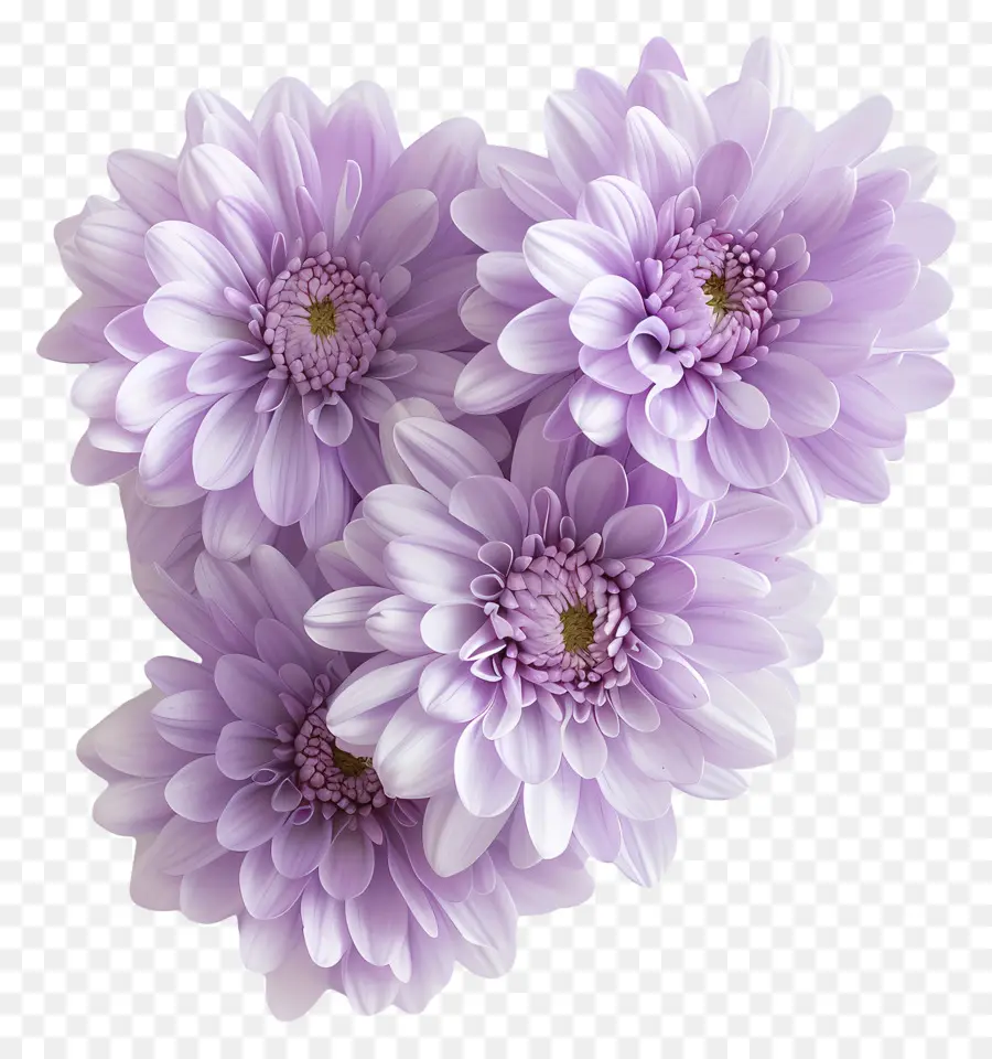 Krizantem çiçek，Beyaz Krizantemler PNG