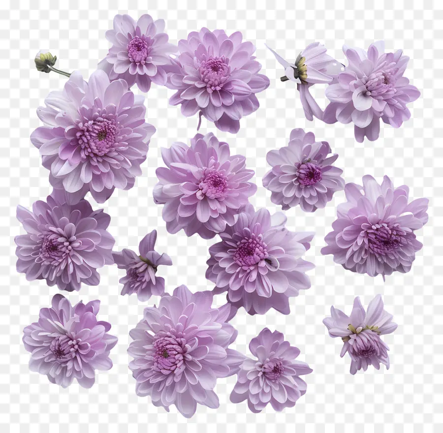 Krizantem çiçek，Pembe Dahlia Çiçekleri PNG