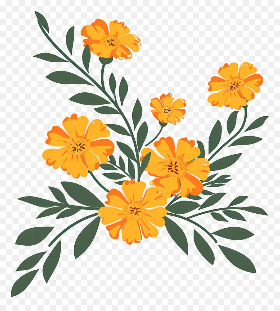 Kazım Göncü，Kadife çiçeği PNG