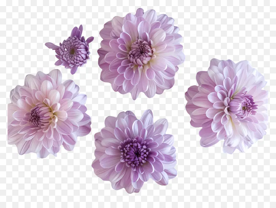 Krizantem çiçek，Kasımpatı PNG