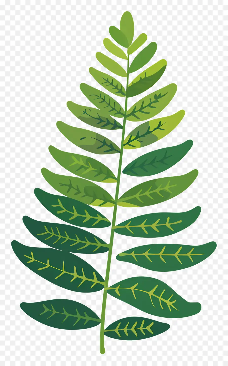 Fern Yaprak，Yeşil Bitki PNG