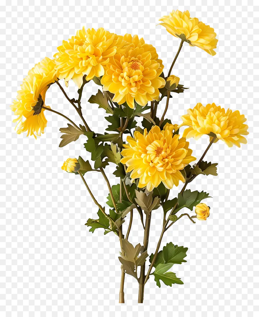 Krizantem çiçek，Sarı Krizantemler PNG