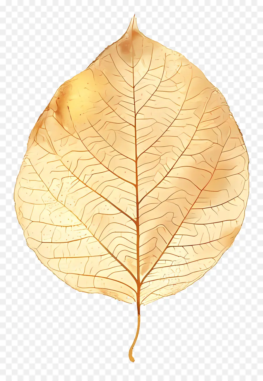 Altın Yaprak，Kahverengi Lekeler PNG