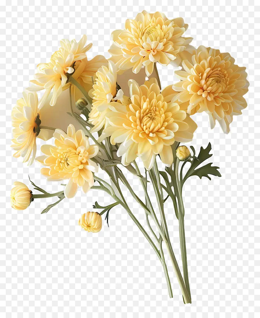 Krizantem çiçek，Sarı Krizantemler PNG
