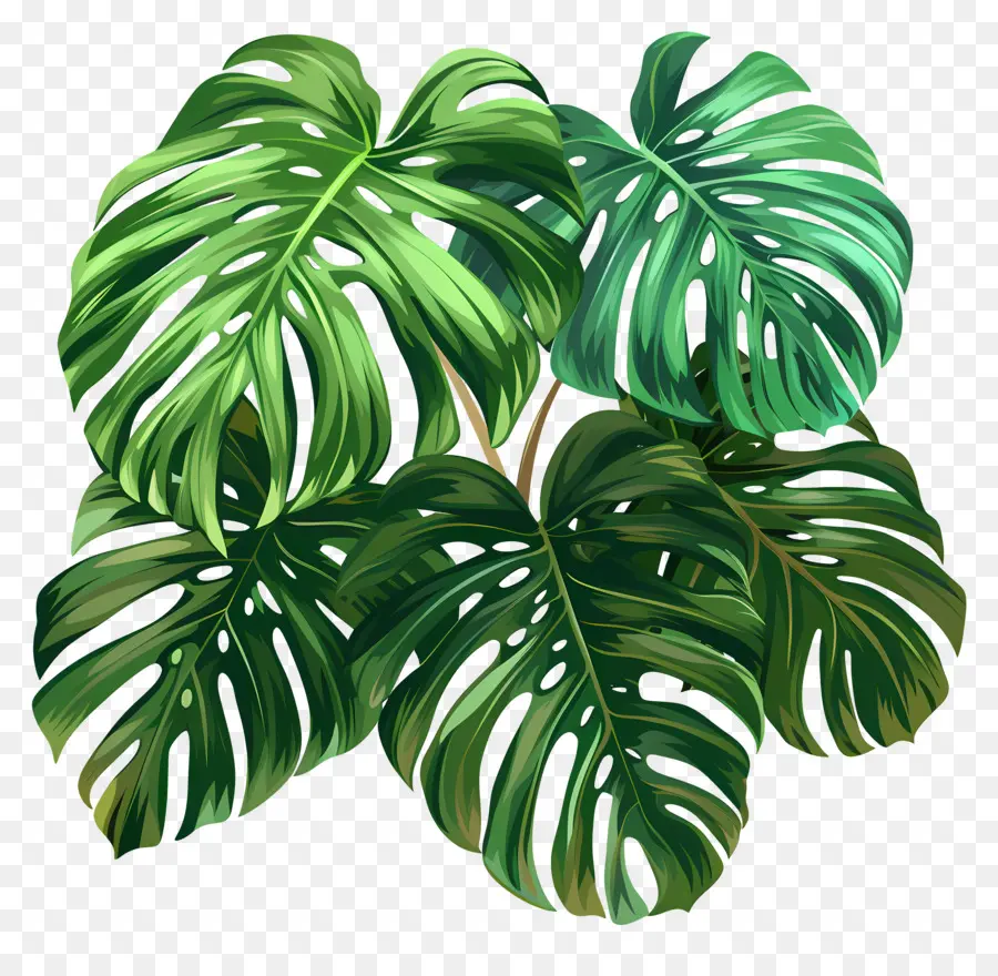 Monstera Yaprak，Dalgalı Yapraklar PNG