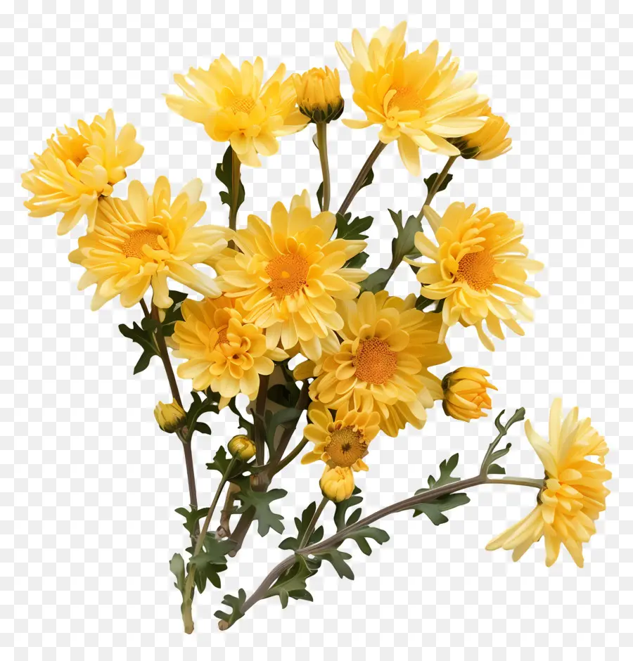 Krizantem çiçek，Sarı çiçek PNG