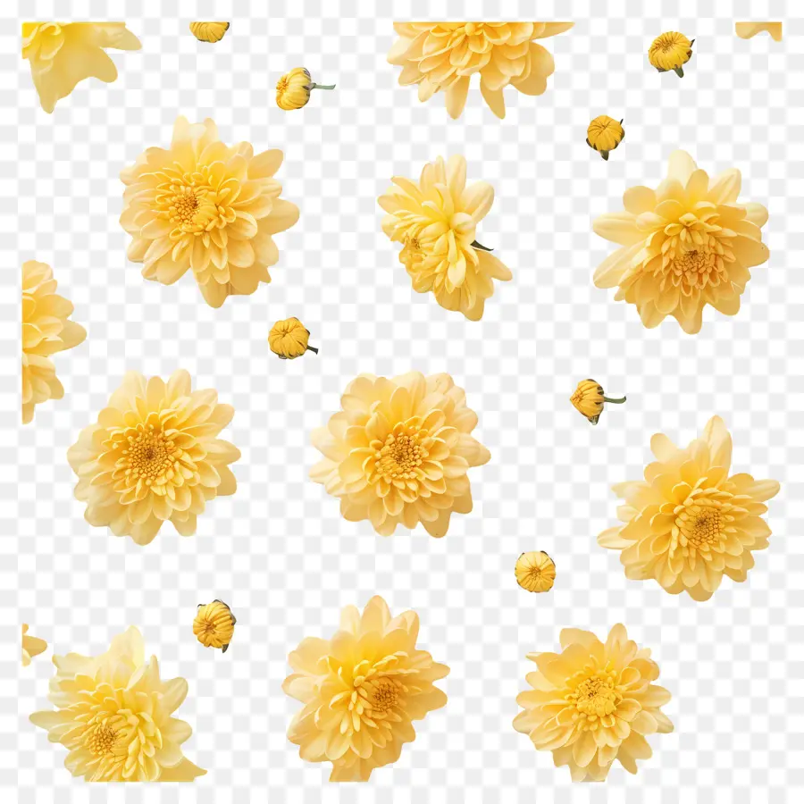 Krizantem çiçek，Sarı çiçek PNG