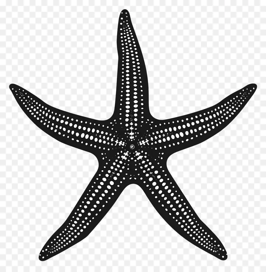 Denizyıldızı Siluet，Denizyıldızı PNG