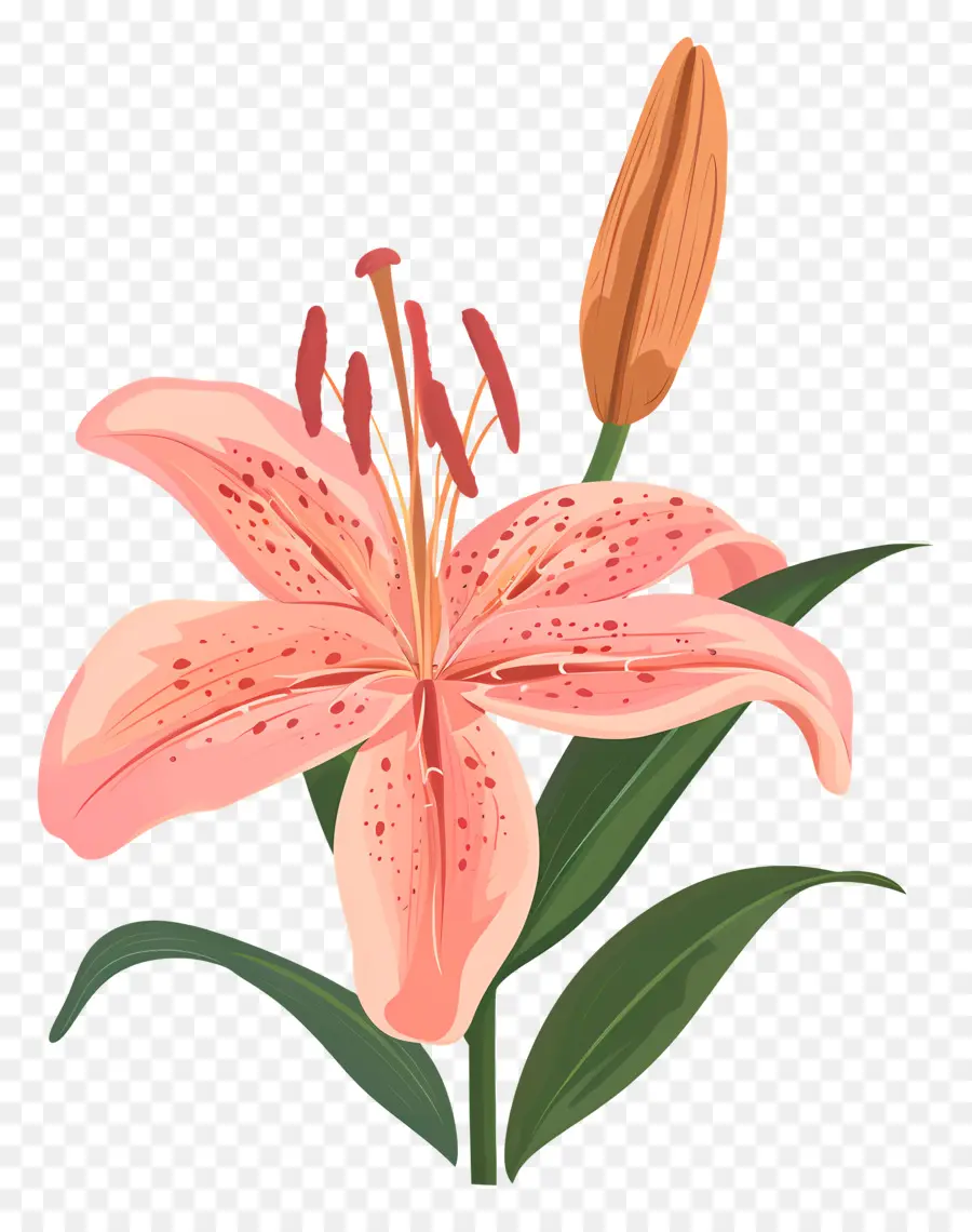 Lily çiçek，Pembe Zambak çiçeği PNG