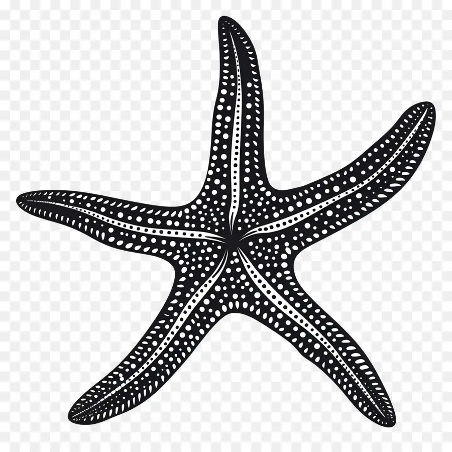 Denizyıldızı Siluet，Siyah Denizyıldızı PNG