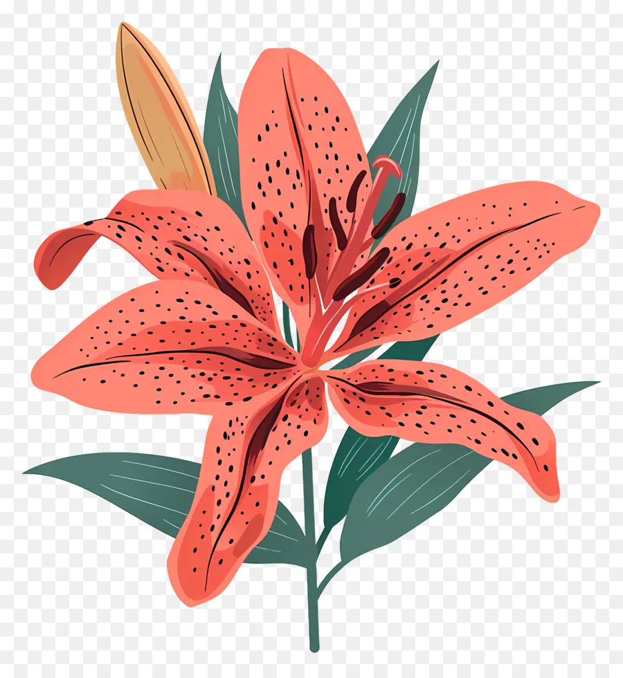 Lily çiçek，Kırmızı Lily PNG