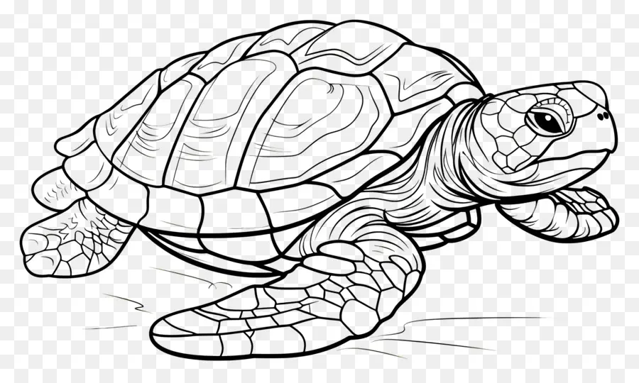 Kaplumbağa，Yüzme PNG
