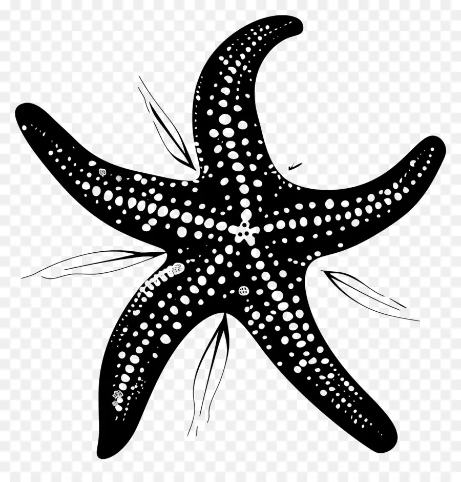 Denizyıldızı Siluet，Denizyıldızı PNG