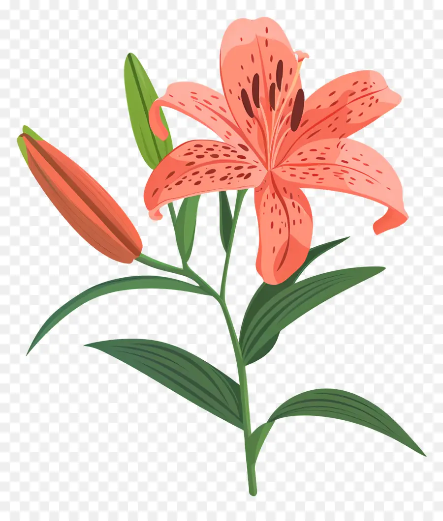 Lily çiçek，Pembe Lily PNG