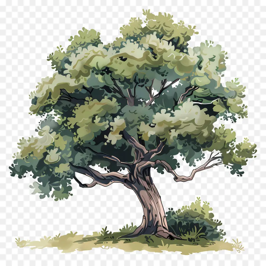 Meşe Ağacı，Yeşil Ağaç PNG