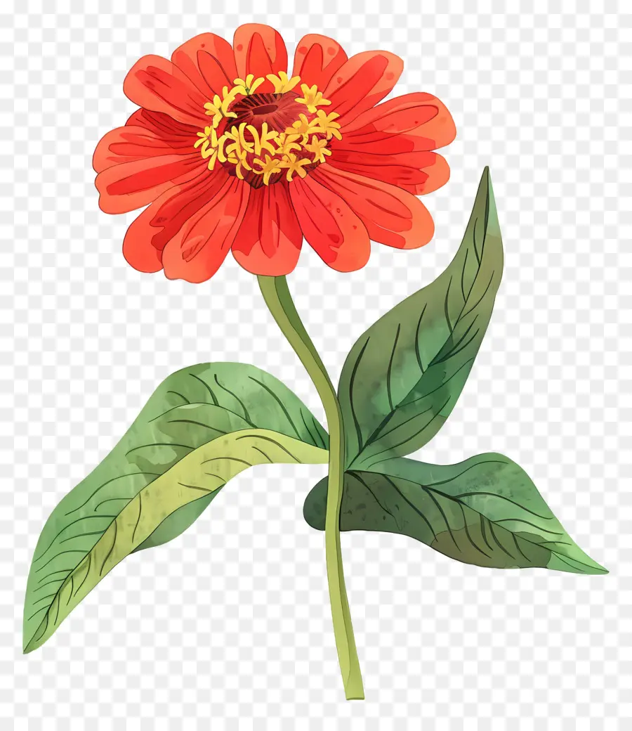 Zinya çiçegi，Zinnia çiçeği PNG
