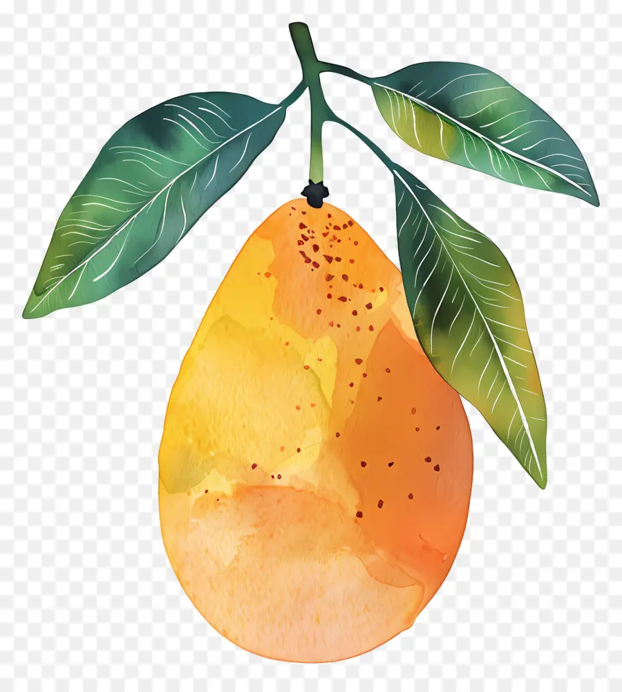 Mango，Suluboya Resim PNG