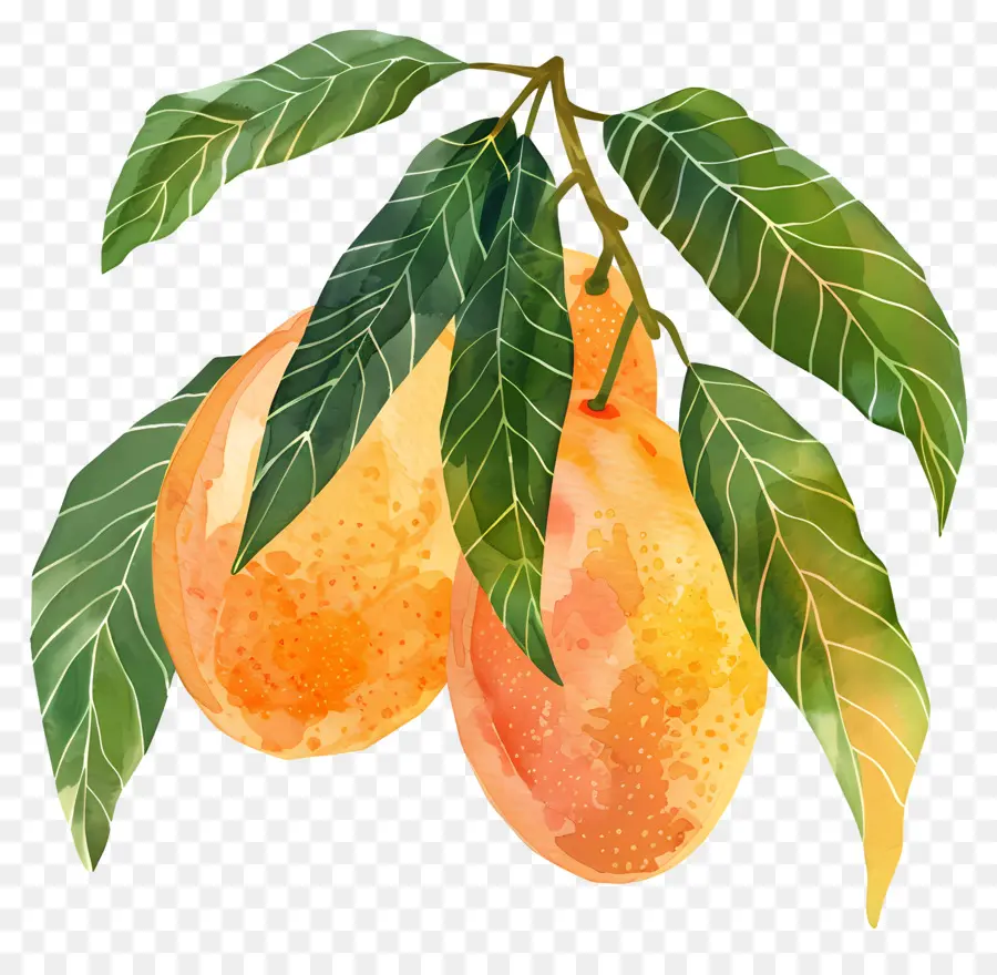 Mango，Tropikal PNG