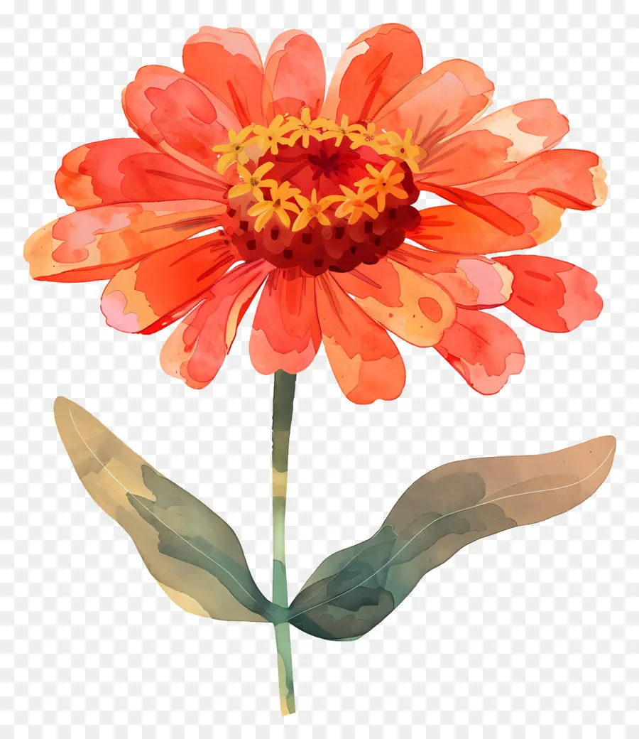Zinya çiçegi，Portakal çiçeği PNG